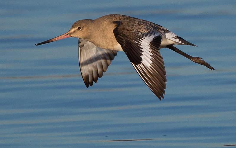 Black tailed Godwit in flight  no 3 - Charles Whitfield-King.jpg - set  of 3